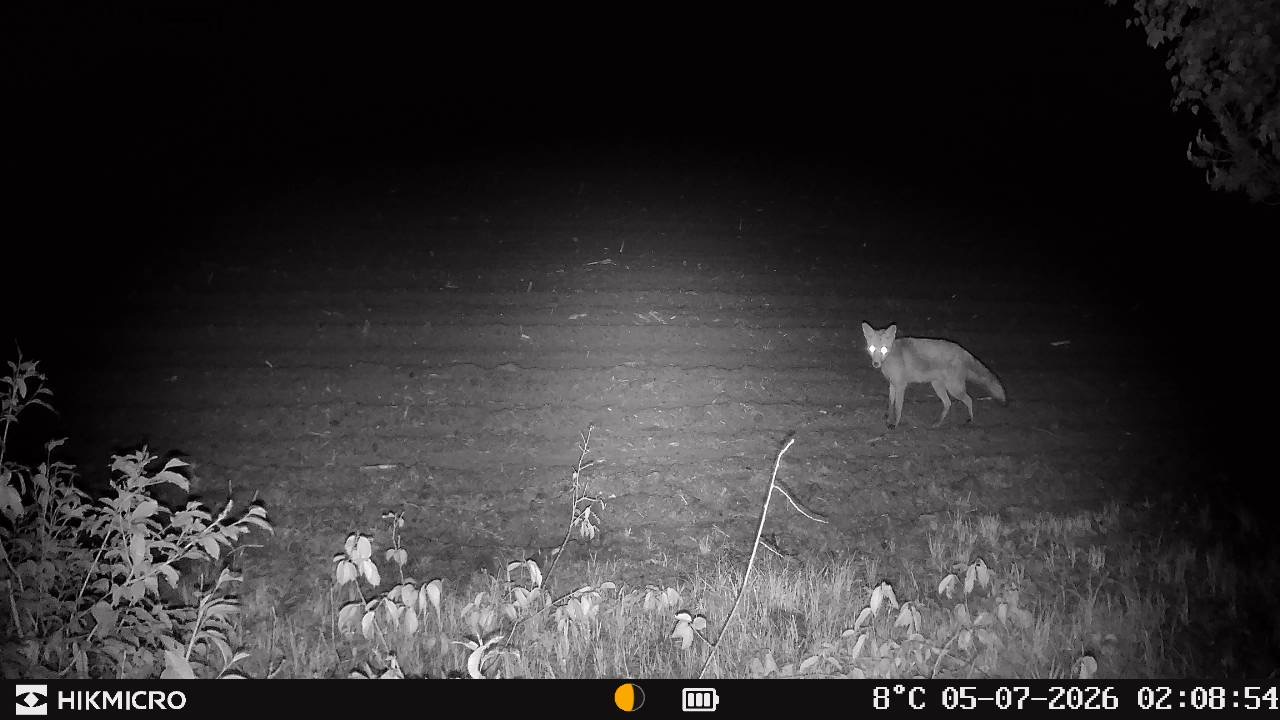 HIKMicro Wildkamera T16