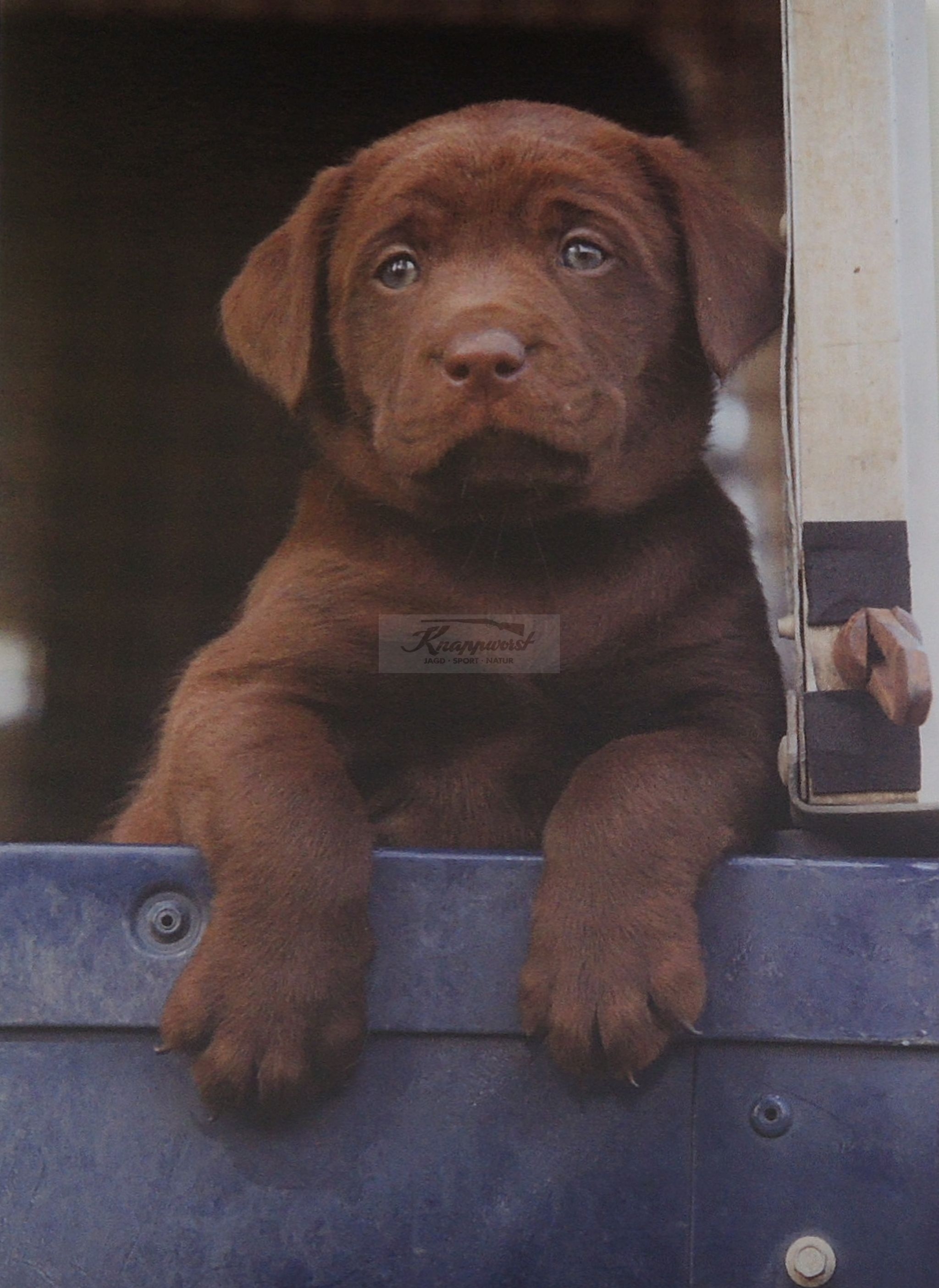Grußkarte Chocolate Labrador Puppy