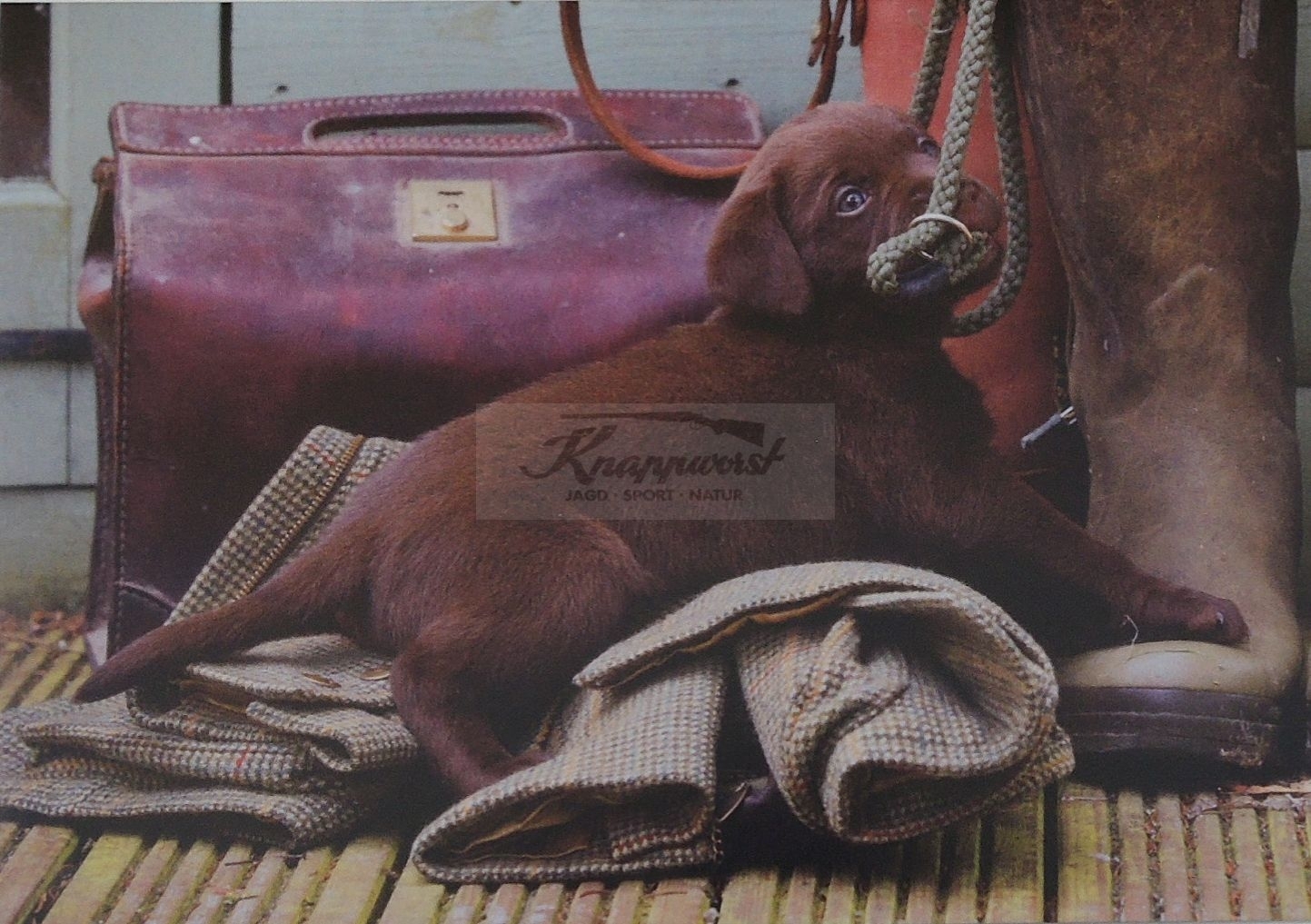 Grußkarte Chocolate Labrador Puppy 1